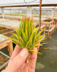 Tillandsia ionantha 'Big Green'