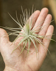 Tillandsia magnusiana