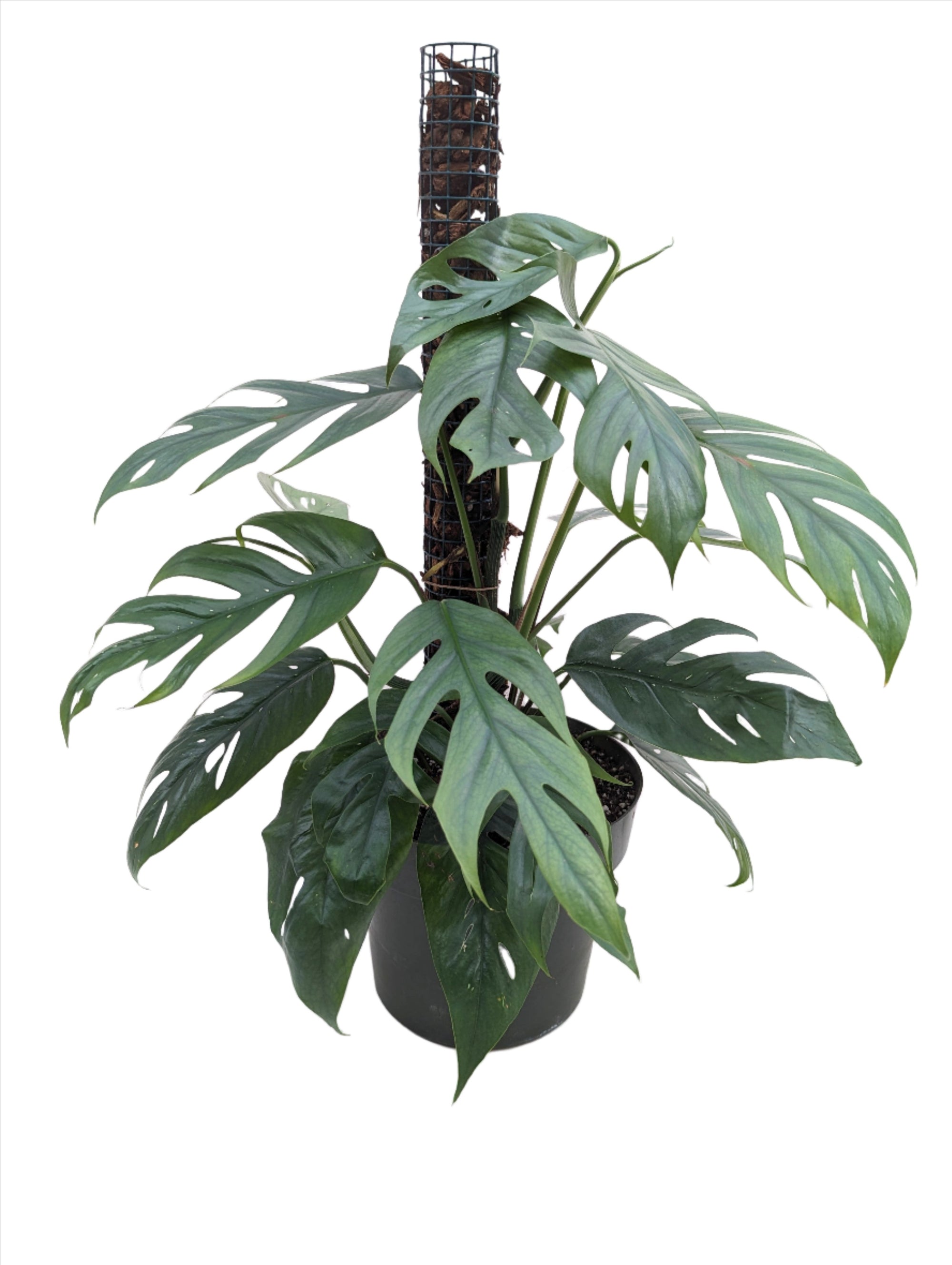cebu blue monstera Cebu Blue Pothos (Epipremnum Pinnatum)