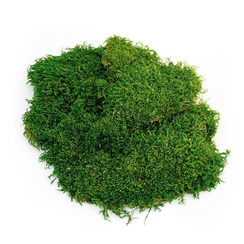 Sheet Moss (Preserved)