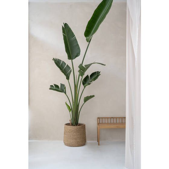 Patt Basket Pot