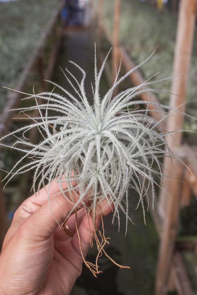 Diameter Plants Tillandsia tectorum - Thumbnail 2