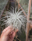 Tillandsia tectorum