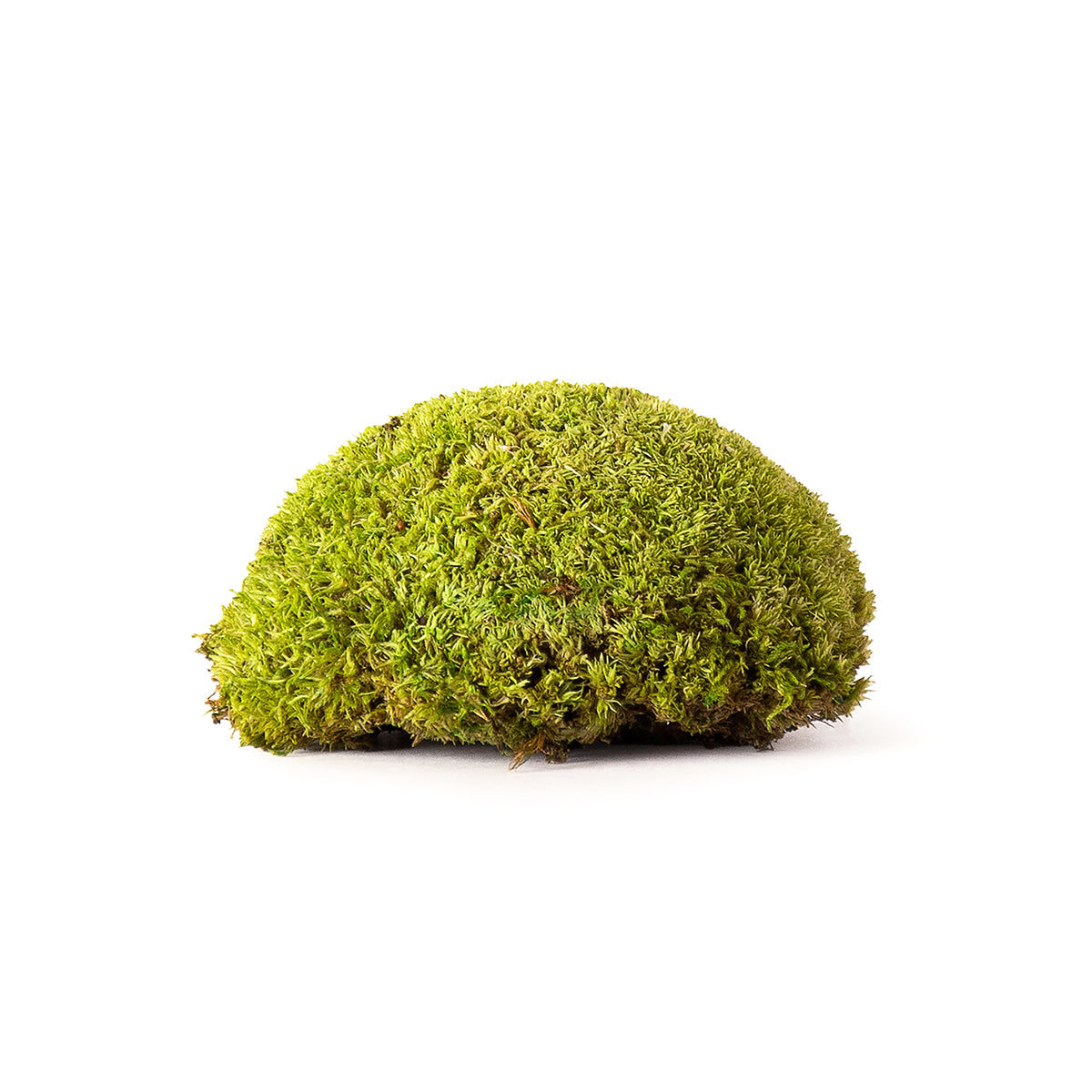 Topa Moss (Preserved)