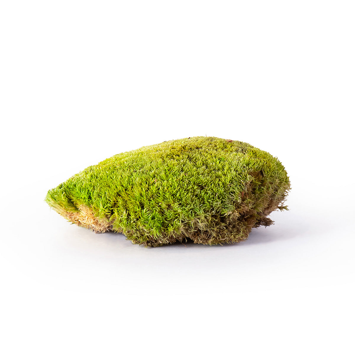 Topa Moss (Preserved) - Thumbnail 4