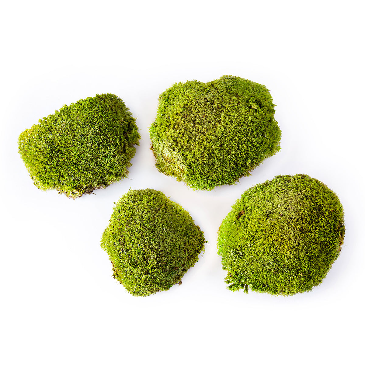 Topa Moss (Preserved) - Thumbnail 3