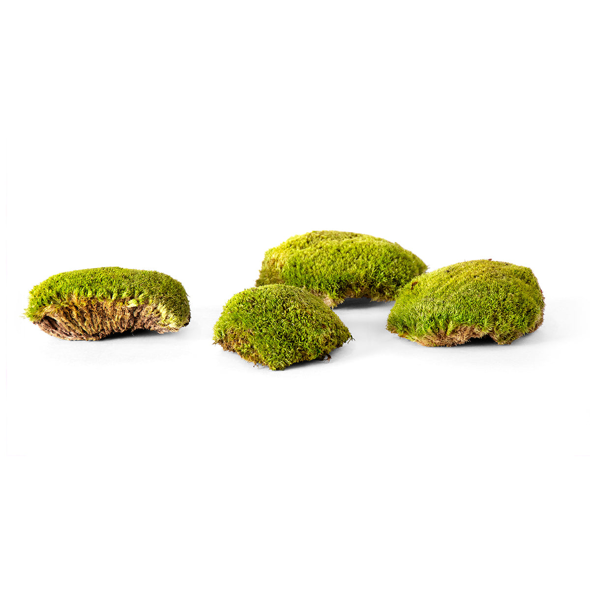 Topa Moss (Preserved) - Thumbnail 2