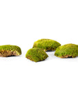 Topa Moss (Preserved)