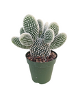 Opuntia microdasys 'Bunny Ears'