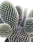 Opuntia microdasys 'Bunny Ears'