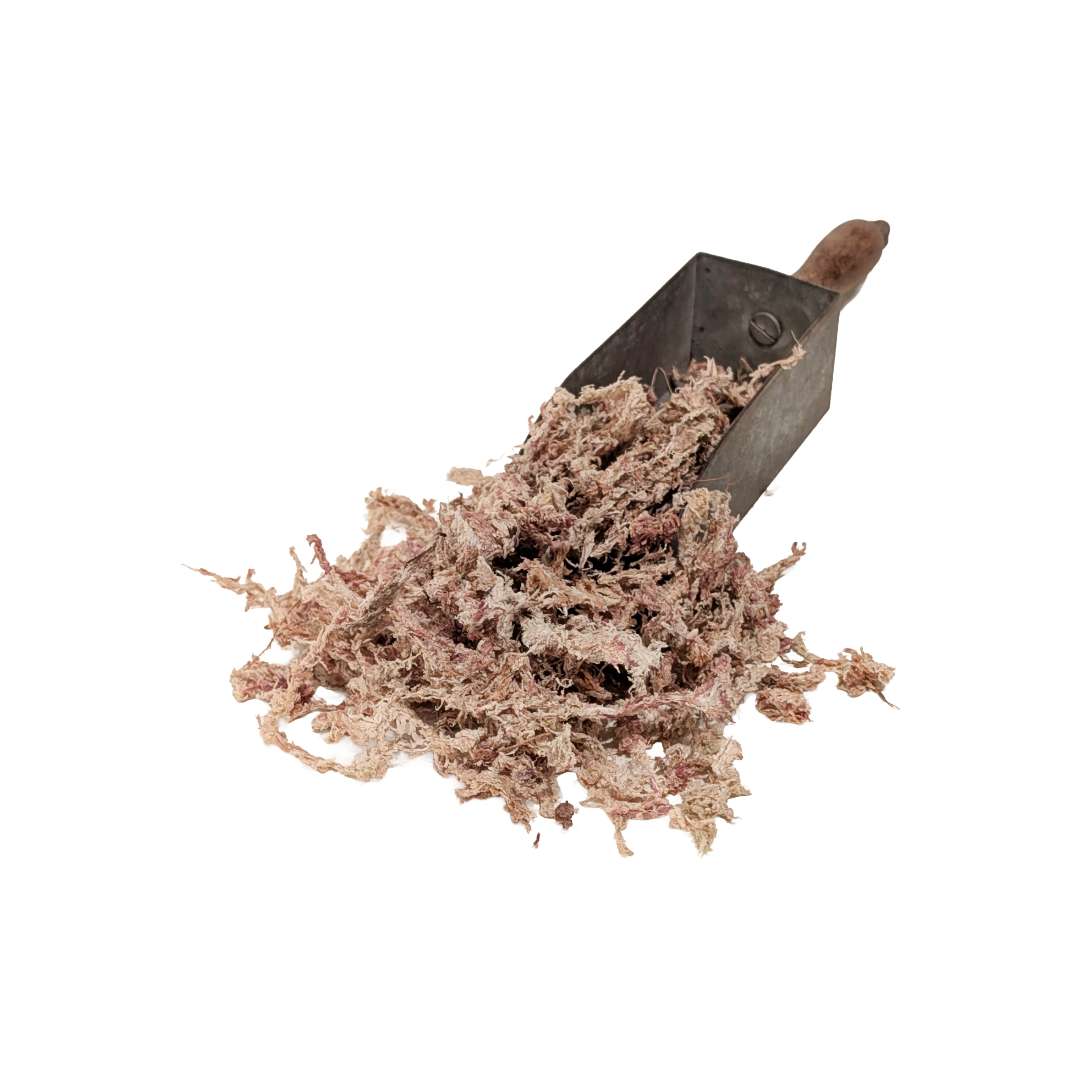 Sphagnum Moss