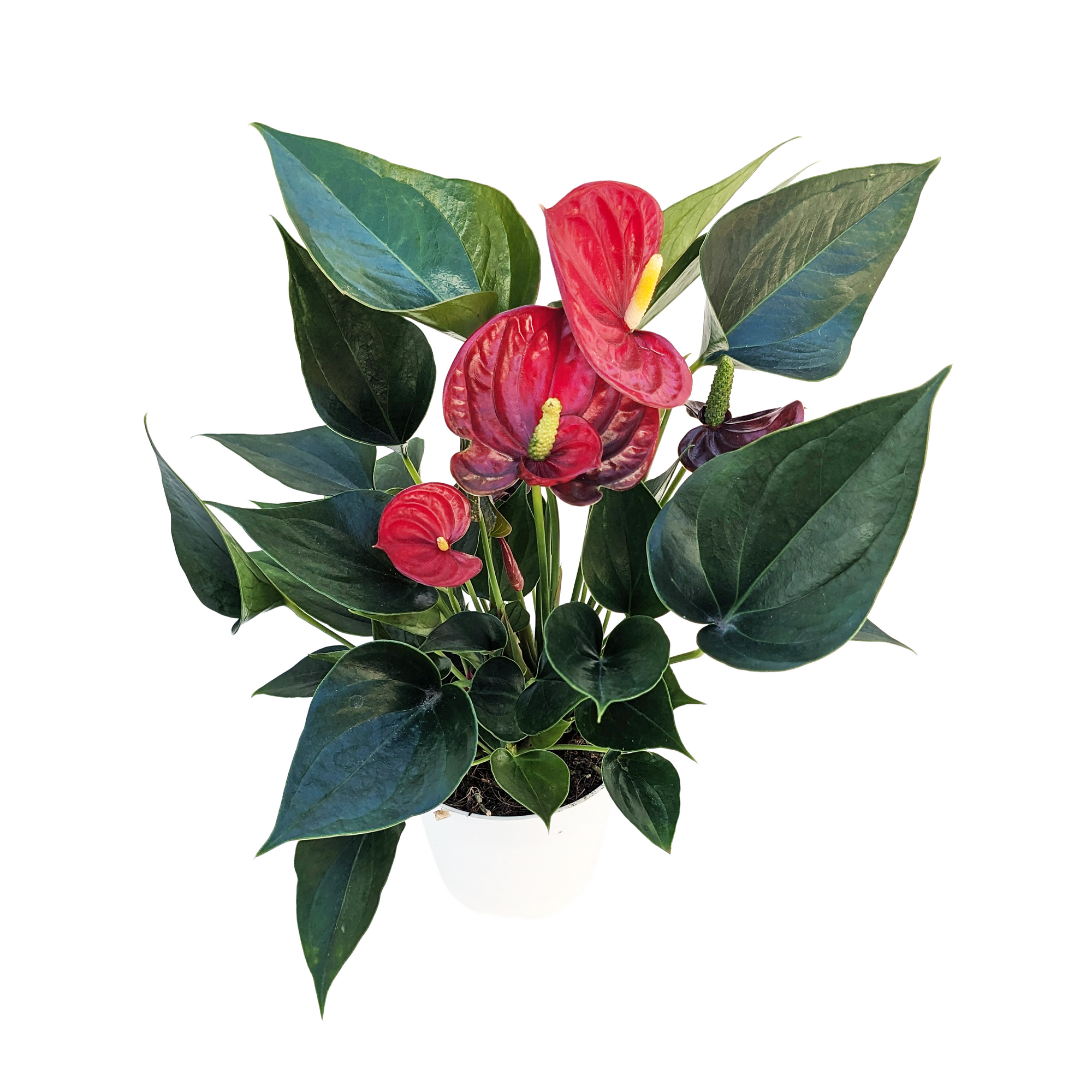 anthurium million flowers red Anthurium 'Red'