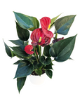 Anthurium 'Red'