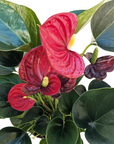 Anthurium 'Red'