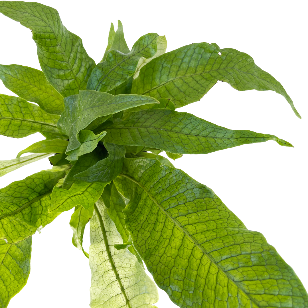 Microsorum musifolium 'Crocydyllus'