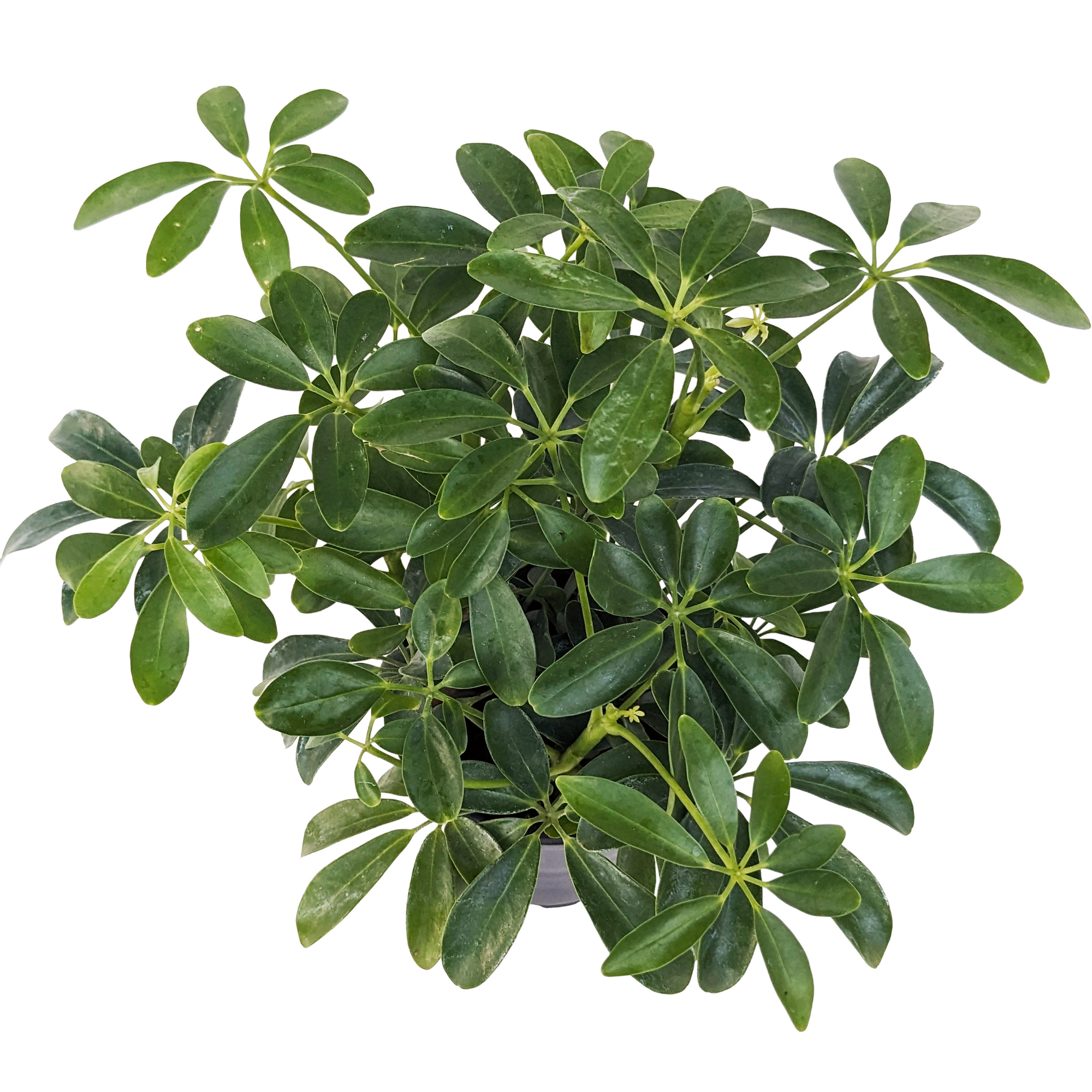 plant schefflera arboricola Hawaiian Schefflera arboricola Plant - Great Indoors