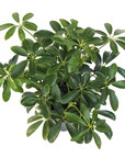 Schefflera arboricola (Dwarf Umbrella Tree)