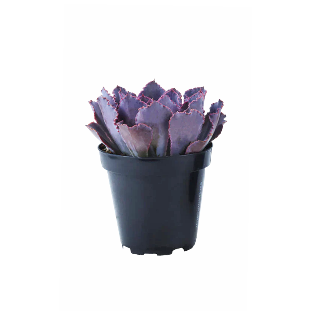 Echeveria 'Neon Breakers' - Thumbnail 3
