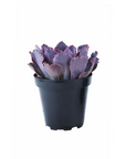 Echeveria 'Neon Breakers'