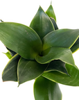 Sansevieria trifasciata  'Black Gold'