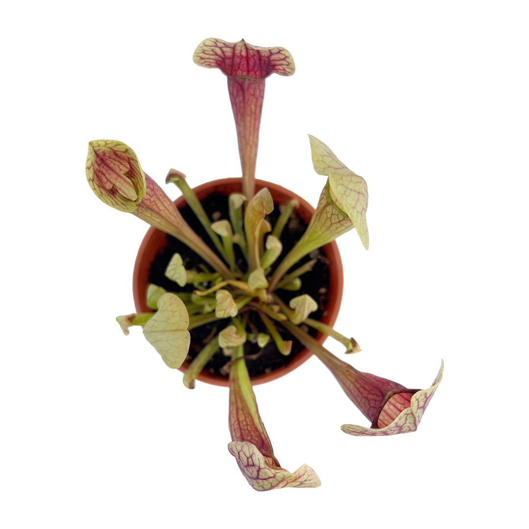 Sarracenia 'Meerkat Mob'