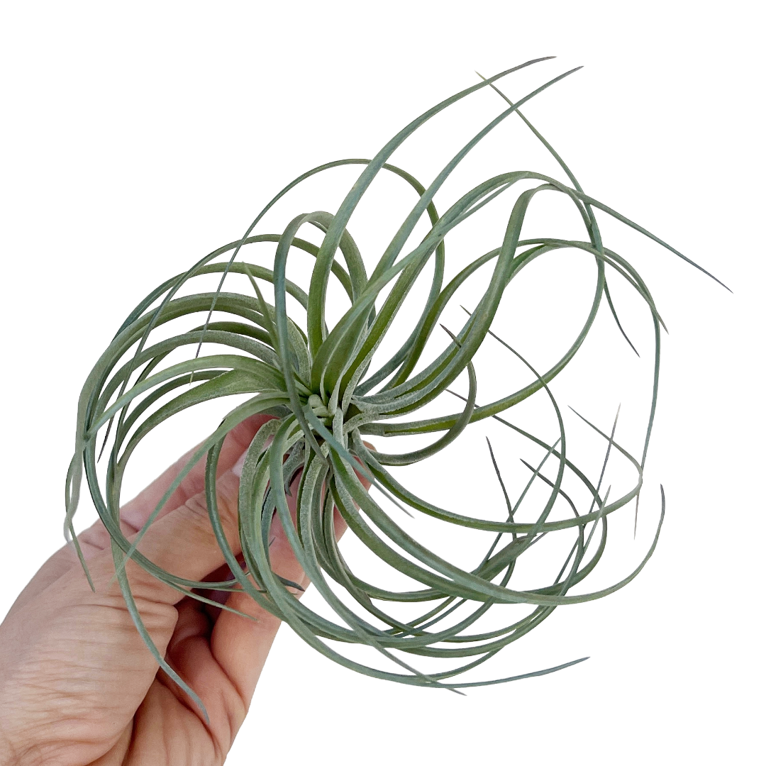 Tillandsia aeranthos 'Joseli'
