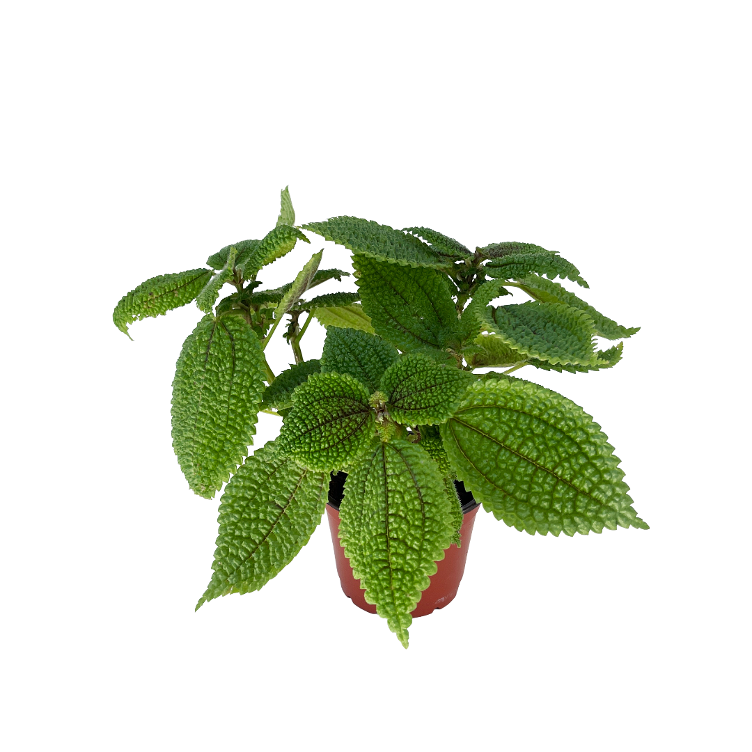 Pilea mollis 'Moon Valley'