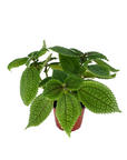 Pilea mollis 'Moon Valley'