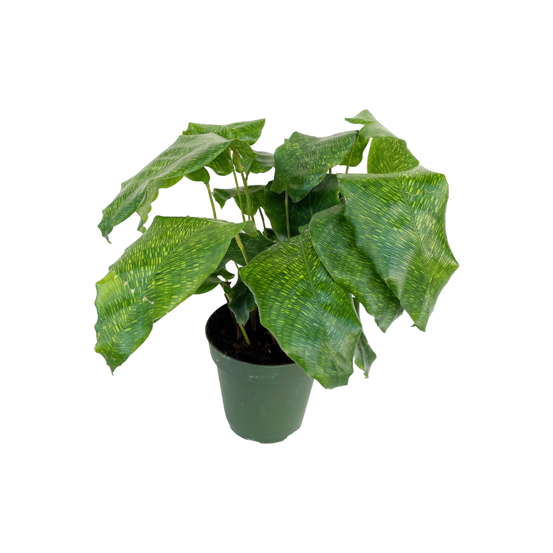 Goeppertia kegeljanii (Network Calathea) - Thumbnail 2