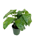Goeppertia kegeljanii (Network Calathea)