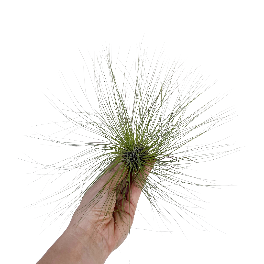 Tillandsia filifolia