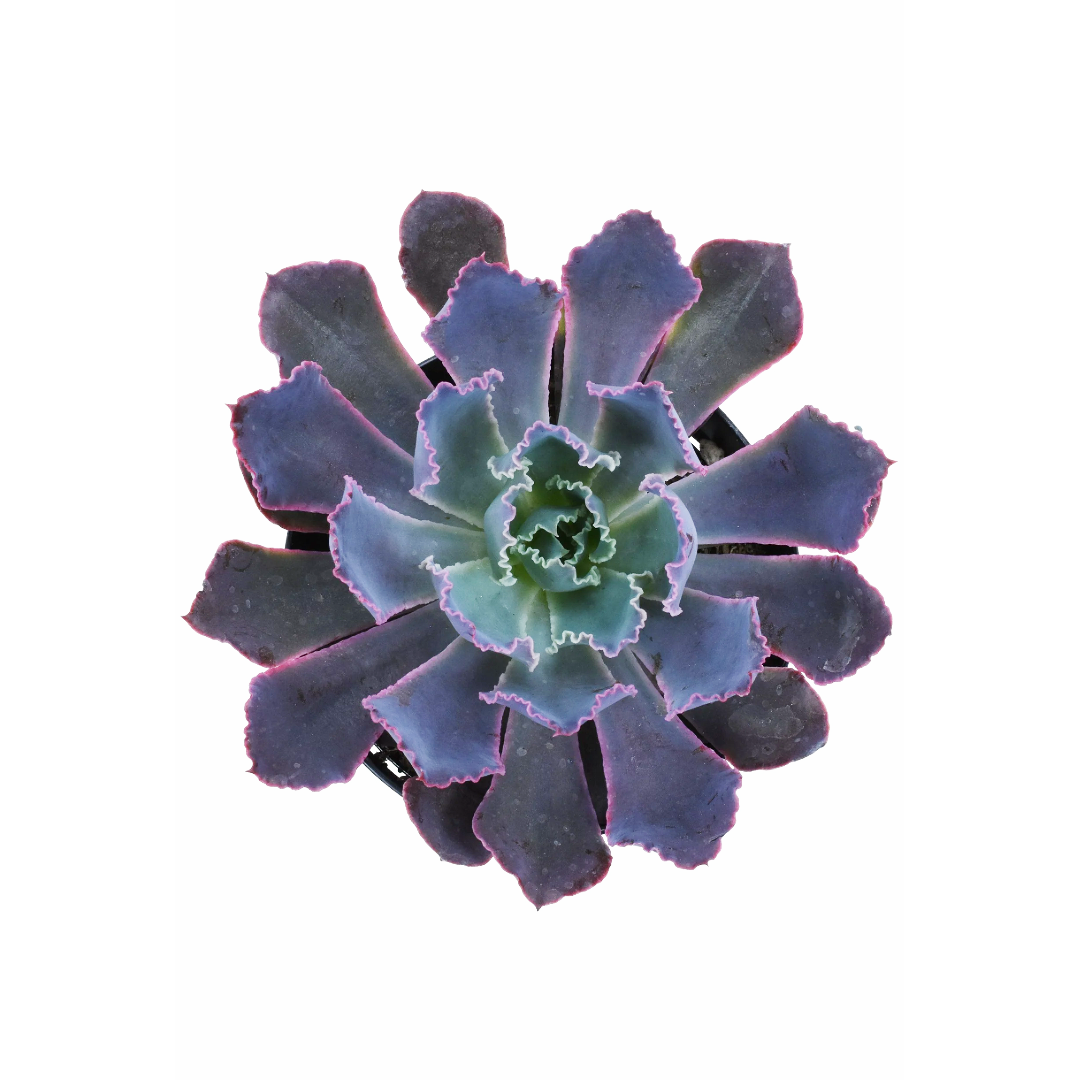 Echeveria 'Neon Breakers'
