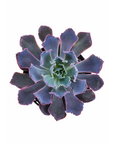 Echeveria 'Neon Breakers'