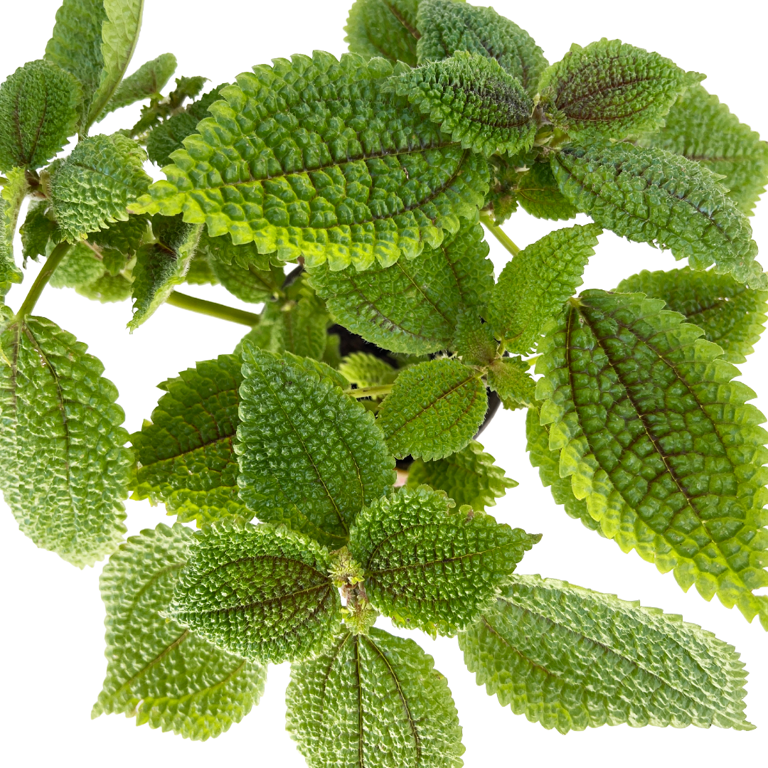 Pilea mollis 'Moon Valley' - Thumbnail 2