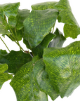 Goeppertia kegeljanii (Network Calathea)