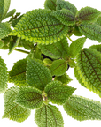 Pilea mollis 'Moon Valley'
