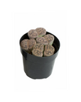 Lithops (Assorted)