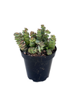 Crassula 'Baby's Necklace'