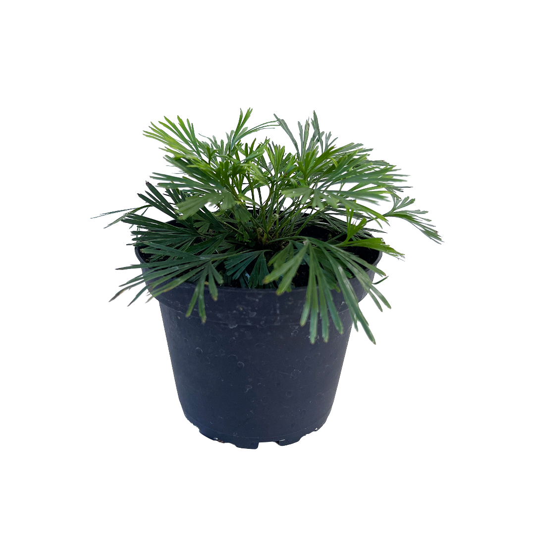 Actiniopteris australis (Eyelash Fern)