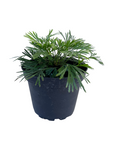 Actiniopteris australis (Eyelash Fern)