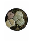 Lithops (Assorted)