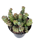 Crassula 'Baby's Necklace'