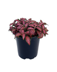 Fittonia albivenis 'Red Tiger'