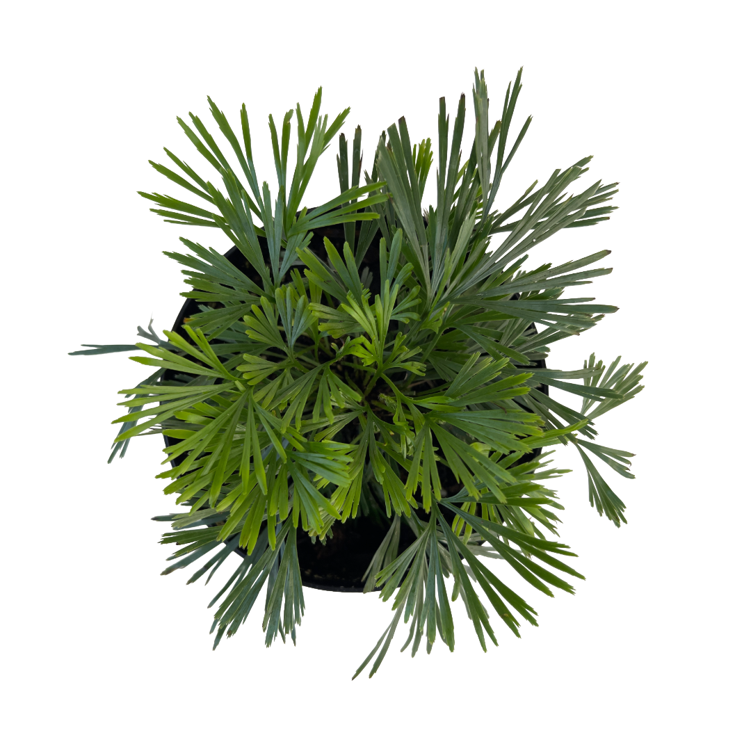 Actiniopteris australis (Eyelash Fern)