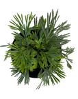 Actiniopteris australis (Eyelash Fern)