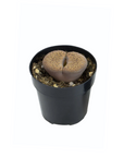 Lithops (Assorted)