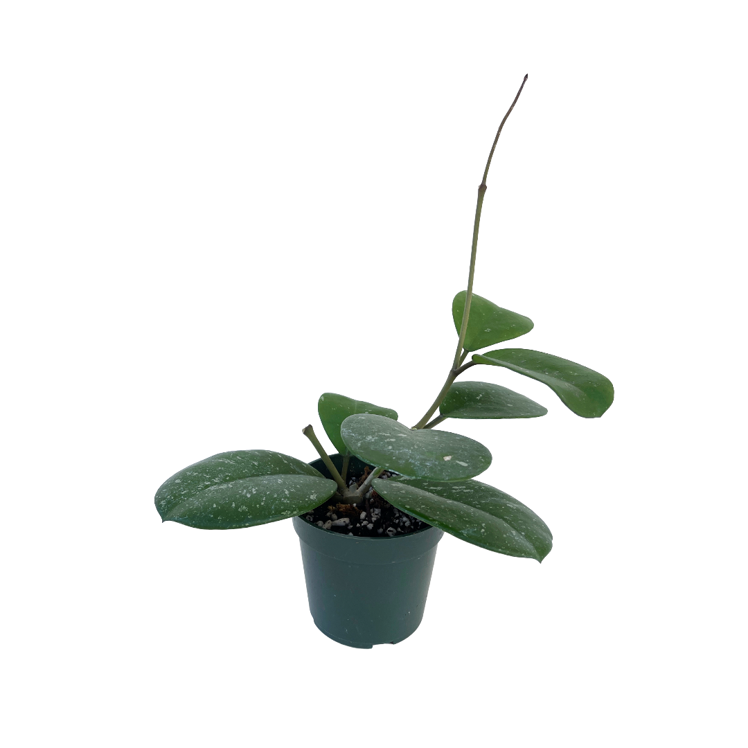 Hoya obovata - Thumbnail 3