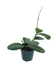 Hoya obovata