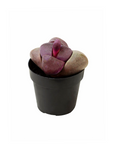 Pleiospilos nelii (Split Rock)
