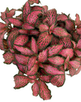 Fittonia albivenis 'Red Tiger'